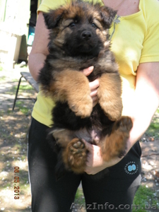 щенки немецкой овчарки от чемпиона #895135