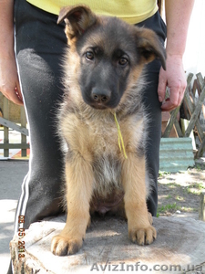 прекрасные щенки немецкой овчарки #895132