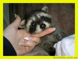 Енот полоскун,  ручные малыши продам #901346