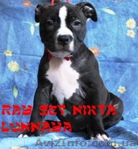 Американский стаффордширский терьер. Высокопородные щенки от титулованных родите #897282