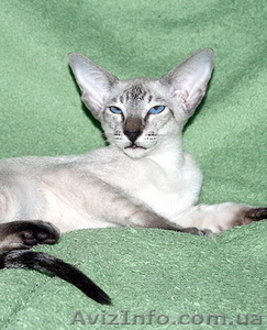 Синеглазая красавица сиамочка #906100