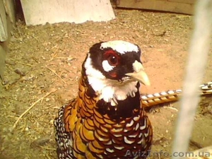 королевский фазан #898175