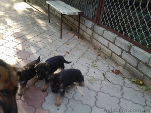продам кобеля немецкой овчарки с документами и родословной. #902624