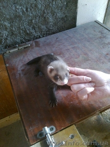 Продам ручных хорьков. #904964
