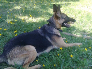 В связи с переездом срочно продается немецкая овчарка,  1 год,  девочка. #897047