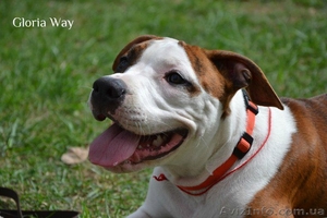 , Записсь на щенков Амстафф Терьера #526976