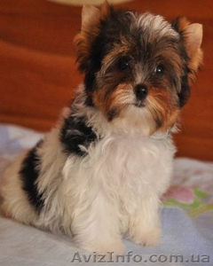 Бивер Йорк Терьер #893566