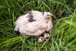 Продаю перепелиные яйца и тушки #903836