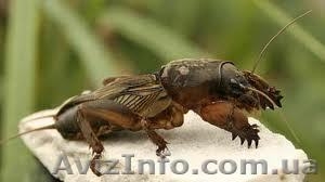 продам медведку #902691