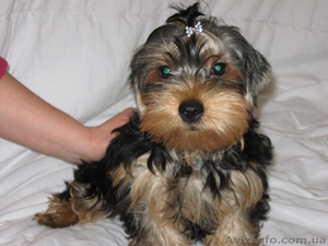 Милые щеночки йорика #897309