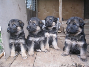 Trianta-Gertruda Kantor #900049