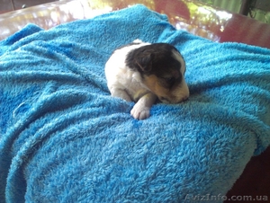 продам щеночков фокстерьера жосткошорстного #901988