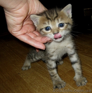 Маленькую киску  в добрые руки #897072