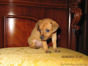 Срочно!!! Предлагаю чистокровных тойчиков #905732