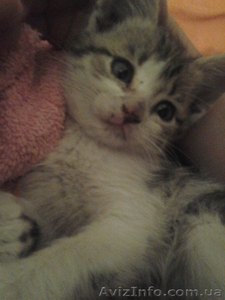 Продам кошечку* #898801