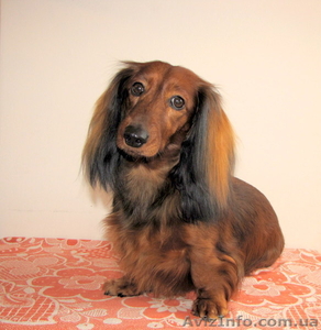 Счастье в дом - щенки длинношерстной таксы!!! #895797