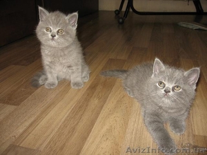 Шотландская короткошерстная (Скоттиш-страйт) #904652