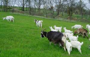 Продам козье молоко от зааненских коз #893967