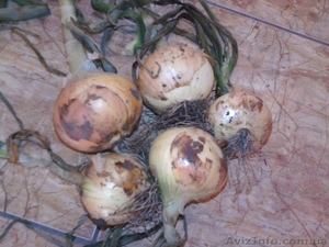 Продажа свежего лука  #904137