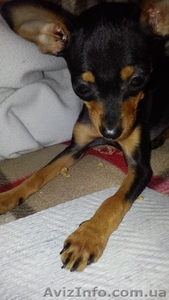 Девочка той терьер ищет хозяина  #906121