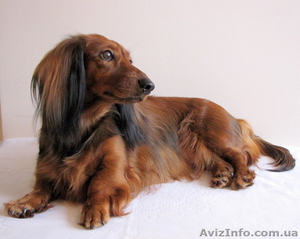 Длинношерстная такса #895798