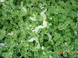 Мята,  орегано,  шалфей #903300