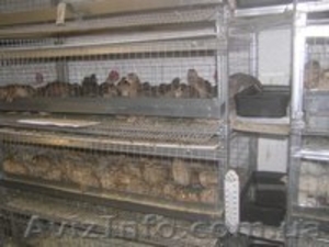 Изготовление клеток.  Продажа недвижимости #895258