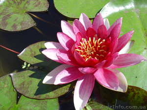 Растения для прудов #904642