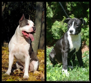 Великолепные стафики з документами КСУ #900229