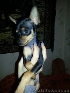 той терьер милая Забава #906130