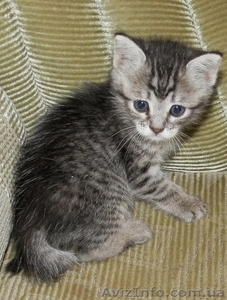 Маленькая кошечка в ДОБРЫЕ руки! #895181