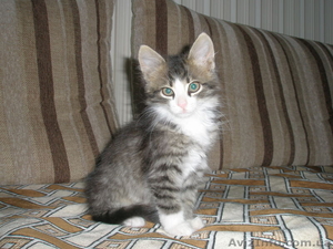 Дарю котят хорошим людям!!! #907770