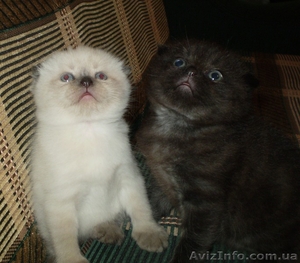 котята вислоухие британцы #904901