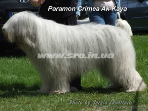 Южнорусская овчарка. Щенок. #904605