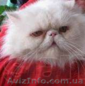 Вязка персидским котом экстремалом. #906930