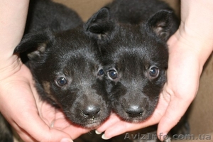 Черные щенки мальчики в хорошие руки! 1 мес. #903934