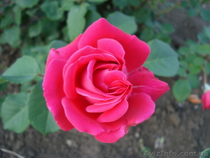 Адвокат в Луганске по защите конституционных прав #894697