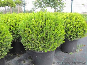 Прокат декоративных деревьев и кустарников #907820