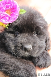 Ньюфаундленды щенки #903547