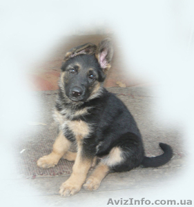 щенок немецкой овчарки. #903607
