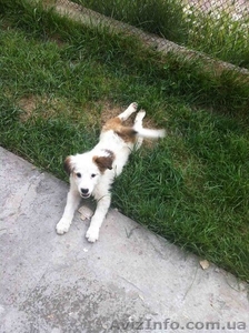 ОТДАМ В ХОРОШИЕ РУКИ ЩЕНКОВ двоих #900239