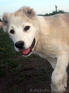  Щенки АЛАБАЯ (Среднеазиатская овчарка) #898957