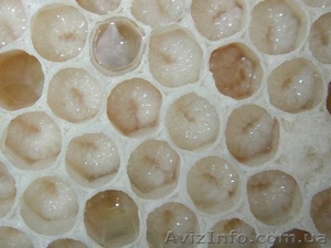 Трутневое молочко (трутневый гомогенат) #901111