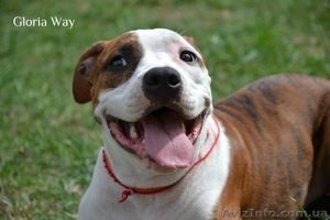 Высокопородные щенки  стаффордширского терьера  #820052