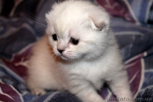 Продается кошечка породы скоттиш-фолд. #893550