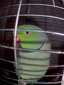 Улетел попугай. Просьба вернуть за вознаграждение! #901532