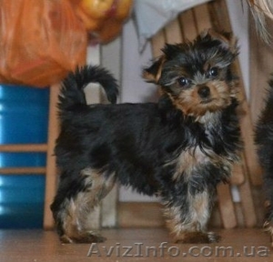 продам йоркшерских терьеров #903636
