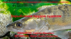 Зарыбление прудов судаком #896646