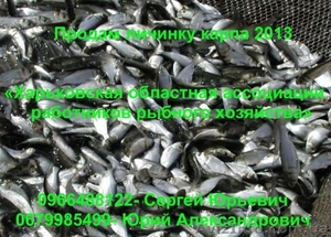 Продам личинку карпа 2013 #896729