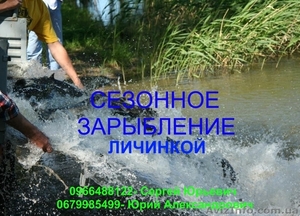 Личинка карпа по низким ценам #900789